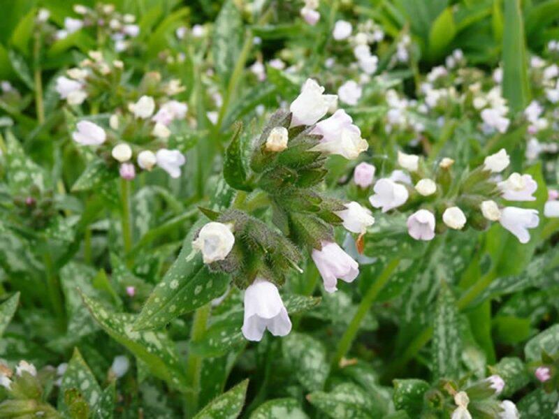 Plicník lékařský 'Opal' - Pulmonaria officinalis 'Opal'