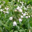 Plicník lékařský 'Opal' - Pulmonaria officinalis 'Opal'