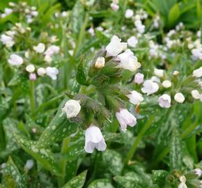 Plicník lékařský 'Opal' - Pulmonaria officinalis 'Opal'