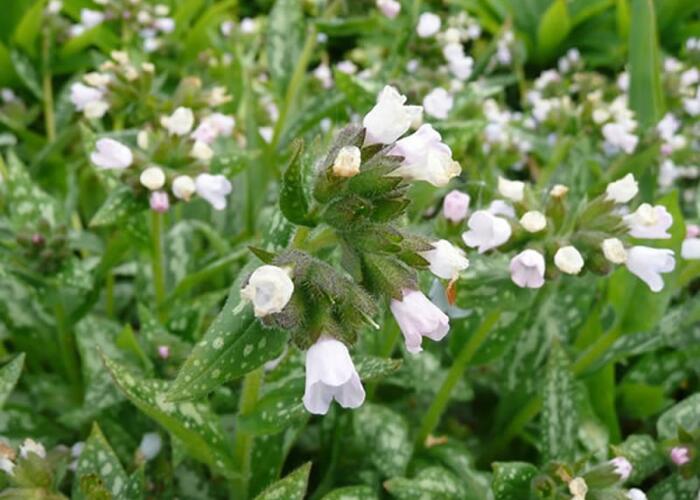 Plicník 'Opal' - Pulmonaria officinalis 'Opal'