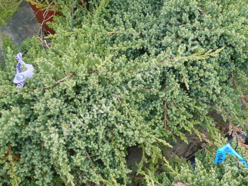 Jalovec položený 'Nana' - Juniperus procumbens 'Nana'