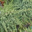 Jalovec položený 'Nana' - Juniperus procumbens 'Nana'