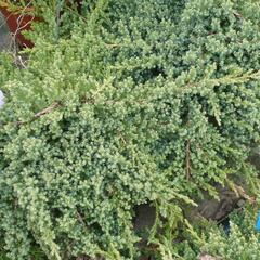 Jalovec položený 'Nana' - Juniperus procumbens 'Nana'