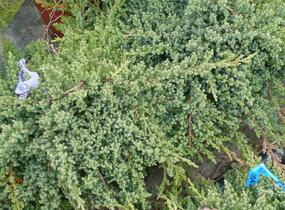 Jalovec položený 'Nana' - Juniperus procumbens 'Nana'