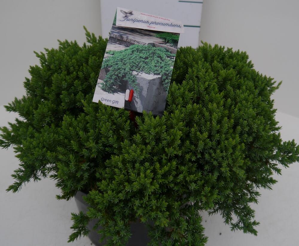 Jalovec položený 'Nana' - Juniperus procumbens 'Nana'