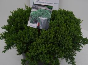 Jalovec položený 'Nana' - Juniperus procumbens 'Nana'