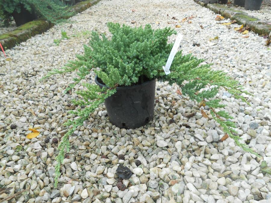 Jalovec položený 'Nana' - Juniperus procumbens 'Nana'