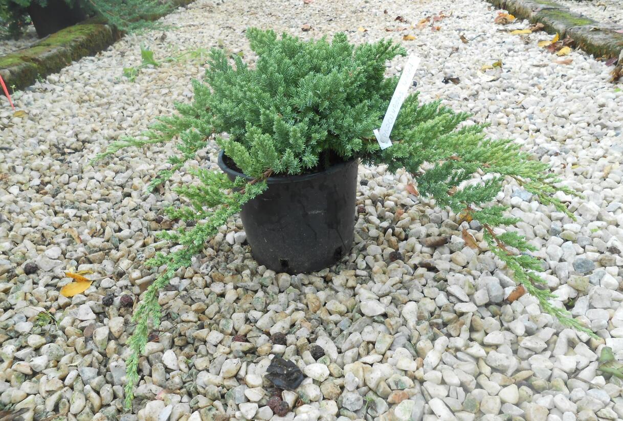 Jalovec položený 'Nana' - Juniperus procumbens 'Nana'