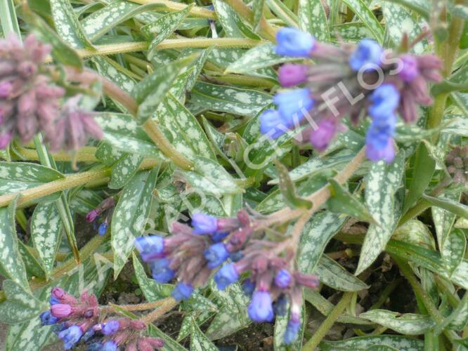 Plicník 'E.B. Anderson' - Pulmonaria longifolia 'E.B. Anderson'