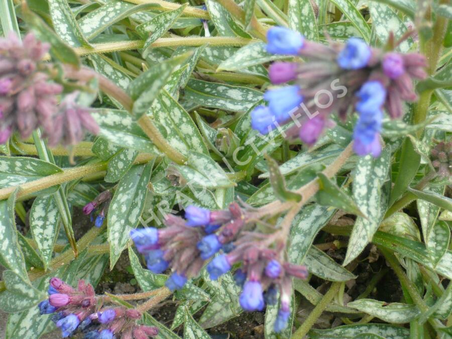 Plicník 'E.B. Anderson' - Pulmonaria longifolia 'E.B. Anderson'