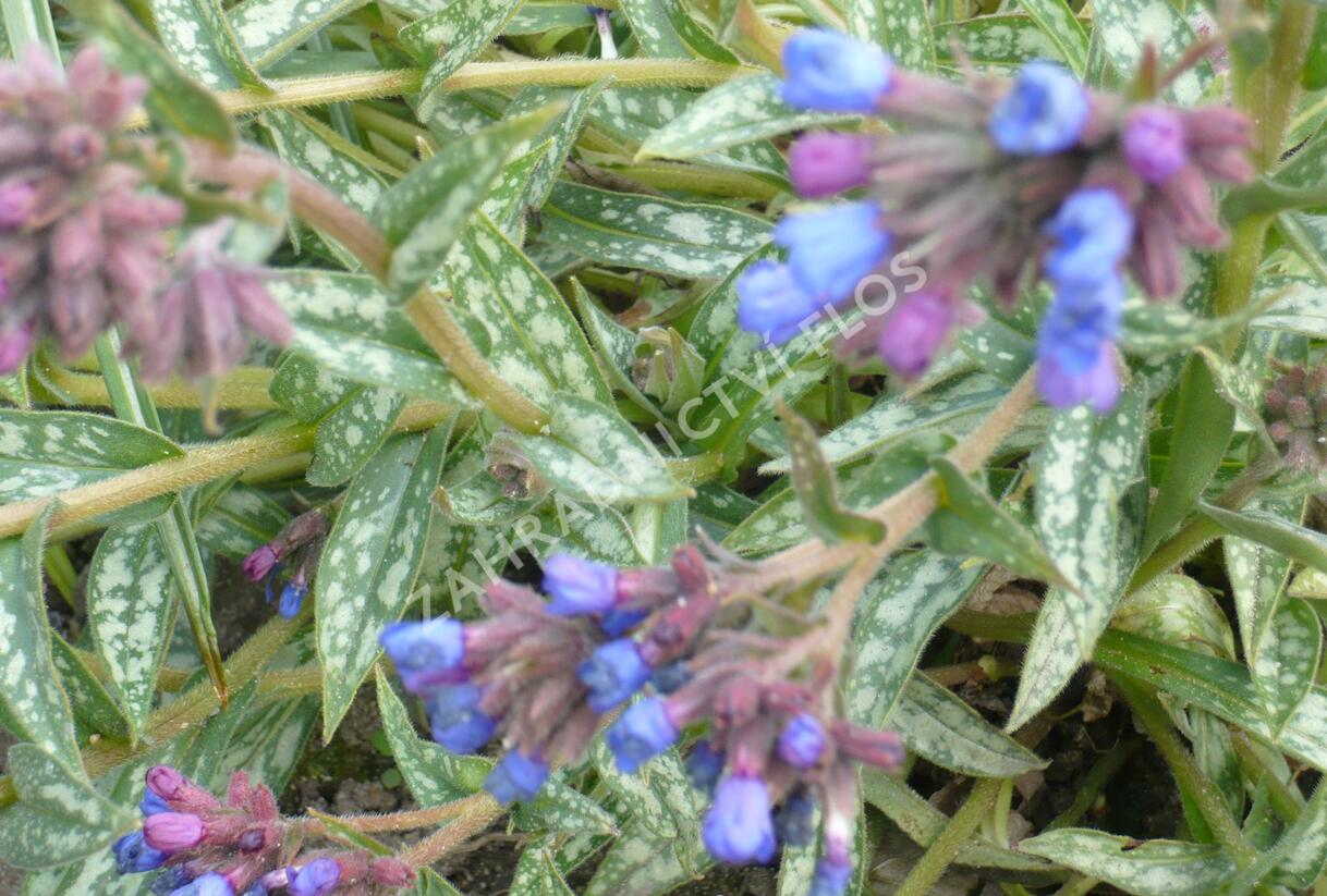 Plicník 'E.B. Anderson' - Pulmonaria longifolia 'E.B. Anderson'
