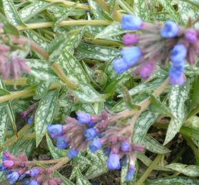 Plicník 'E.B. Anderson' - Pulmonaria longifolia 'E.B. Anderson'