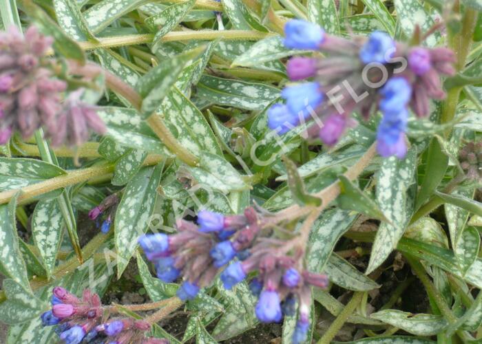 Plicník 'E.B. Anderson' - Pulmonaria longifolia 'E.B. Anderson'