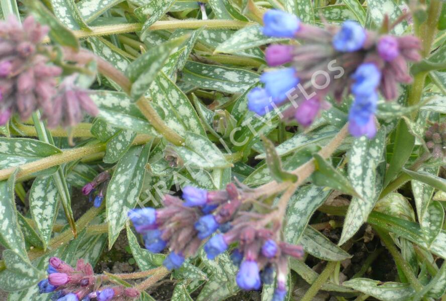 Plicník 'E.B. Anderson' - Pulmonaria longifolia 'E.B. Anderson'