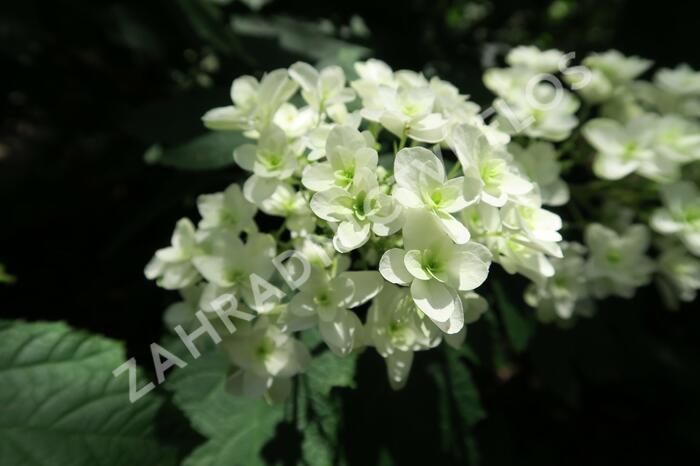 Hortenzie dubolistá 'Snowflake' - Hydrangea quercifolia 'Snowflake'