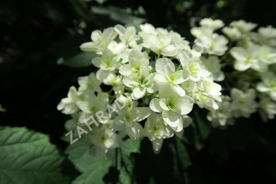 Hortenzie dubolistá 'Snowflake' - Hydrangea quercifolia 'Snowflake'