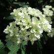 Hortenzie dubolistá 'Snowflake' - Hydrangea quercifolia 'Snowflake'