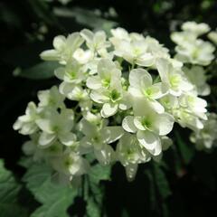 Hortenzie dubolistá 'Snowflake' - Hydrangea quercifolia 'Snowflake'