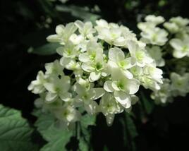 Hortenzie dubolistá 'Snowflake'