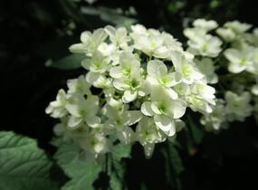 Hortenzie dubolistá 'Snowflake' - Hydrangea quercifolia 'Snowflake'