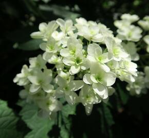 Hortenzie dubolistá 'Snowflake' - Hydrangea quercifolia 'Snowflake'