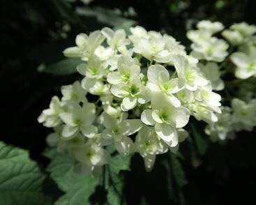 Hortenzie dubolistá 'Snowflake'