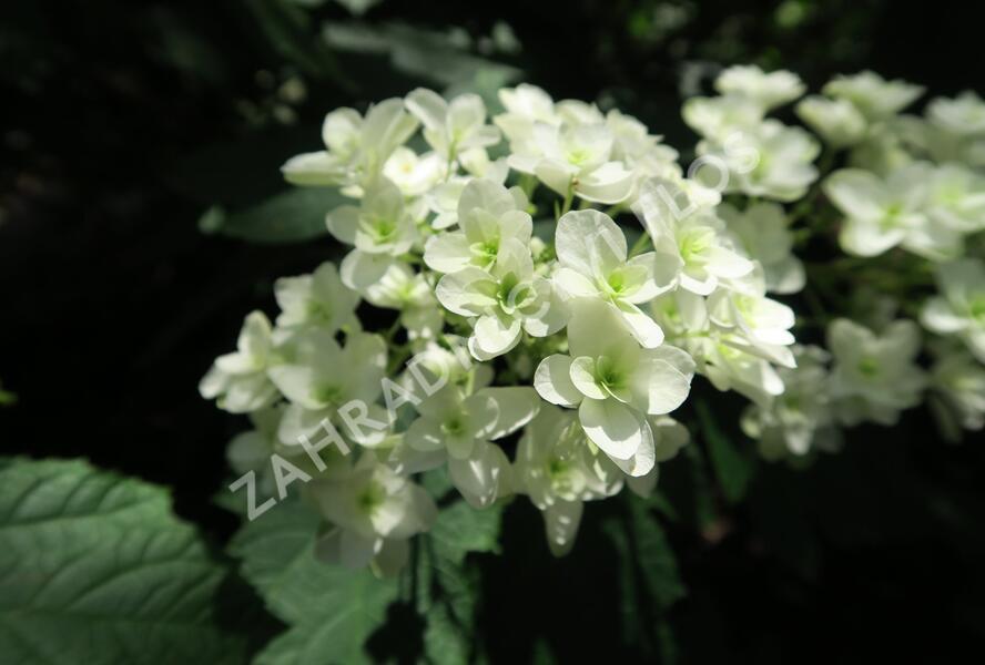 Hortenzie dubolistá 'Snowflake' - Hydrangea quercifolia 'Snowflake'