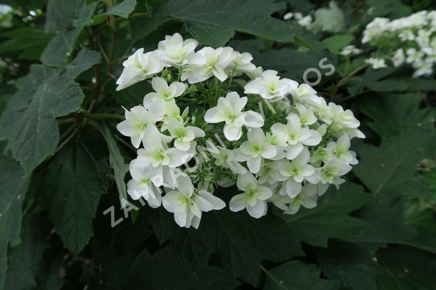 Hortenzie dubolistá 'Snowflake' - Hydrangea quercifolia 'Snowflake'