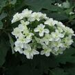 Hortenzie dubolistá 'Snowflake' - Hydrangea quercifolia 'Snowflake'