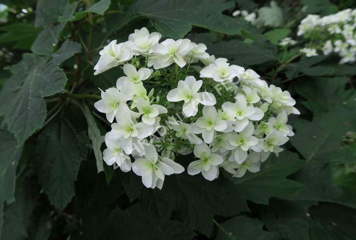 Hortenzie dubolistá 'Snowflake' - Hydrangea quercifolia 'Snowflake'