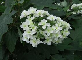 Hortenzie dubolistá 'Snowflake' - Hydrangea quercifolia 'Snowflake'