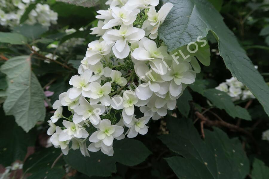 Hortenzie dubolistá 'Snowflake' - Hydrangea quercifolia 'Snowflake'