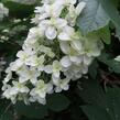 Hortenzie dubolistá 'Snowflake' - Hydrangea quercifolia 'Snowflake'