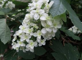 Hortenzie dubolistá 'Snowflake' - Hydrangea quercifolia 'Snowflake'