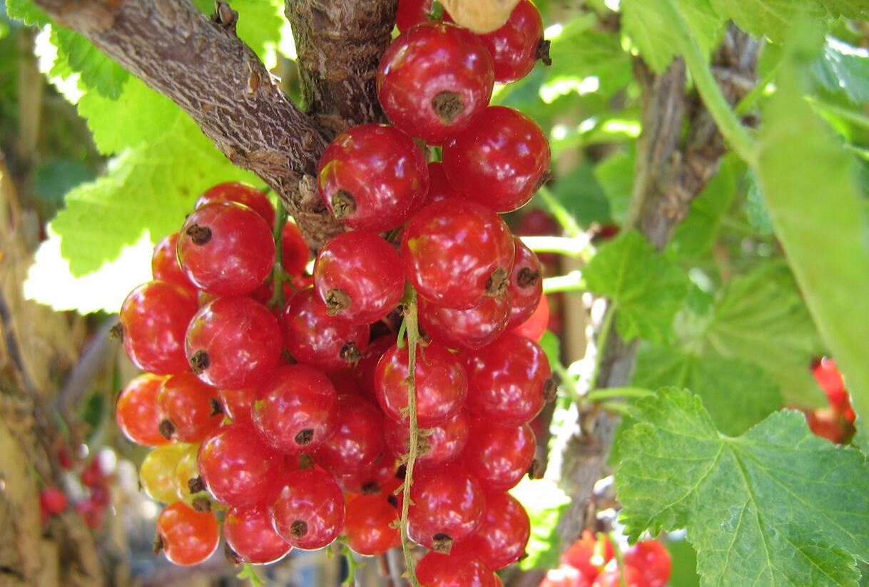 Rybíz červený 'Stanca' - Ribes rubrum 'Stanca'