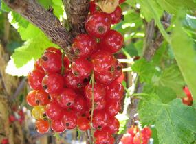 Rybíz červený 'Stanca' - Ribes rubrum 'Stanca'