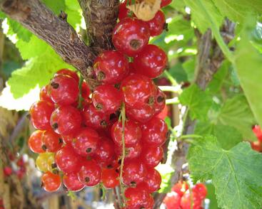 Rybíz červený 'Stanca'