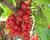 Rybíz červený 'Stanca'