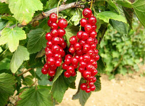 Rybíz červený 'Stanca' - Ribes rubrum 'Stanca'