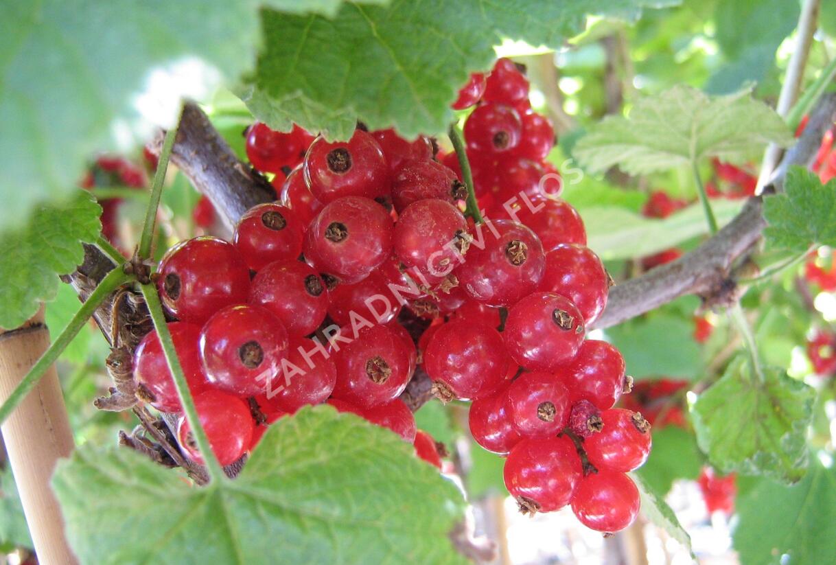 Rybíz červený 'Kozolupský raný' - Ribes rubrum 'Kozolupský raný'