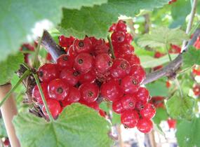 Rybíz červený 'Kozolupský raný' - Ribes rubrum 'Kozolupský raný'
