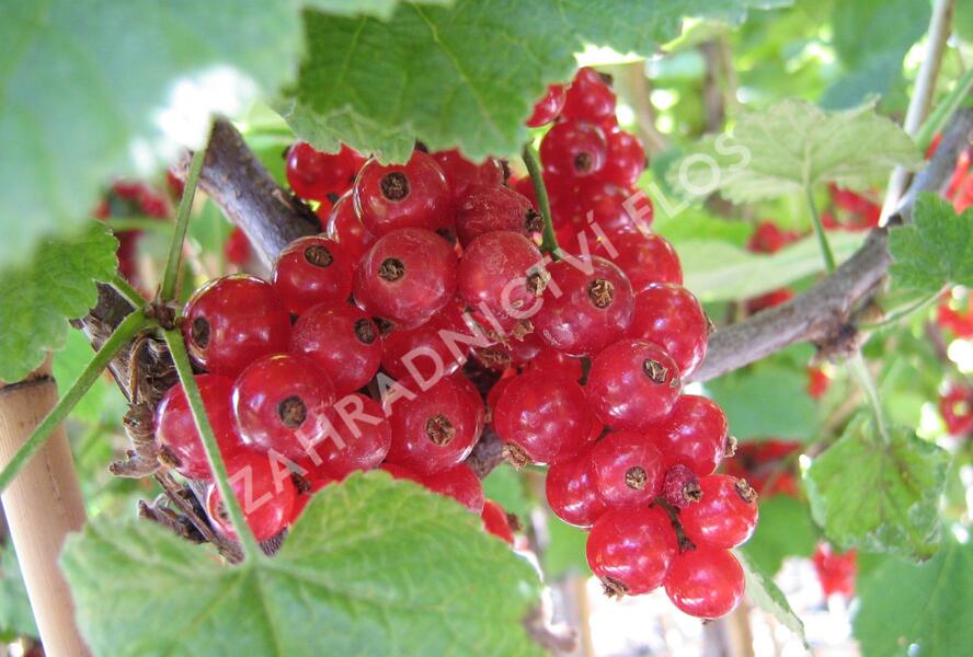 Rybíz červený 'Kozolupský raný' - Ribes rubrum 'Kozolupský raný'