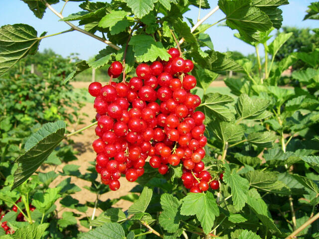 Rybíz červený 'Kozolupský raný' - Ribes rubrum 'Kozolupský raný'
