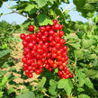 Rybíz červený 'Kozolupský raný' - Ribes rubrum 'Kozolupský raný'
