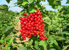 Rybíz červený 'Kozolupský raný' - Ribes rubrum 'Kozolupský raný'