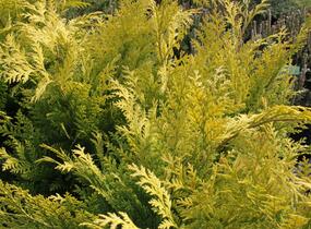Cypřišek Lawsonův 'Stardust' - Chamaecyparis lawsoniana 'Stardust'