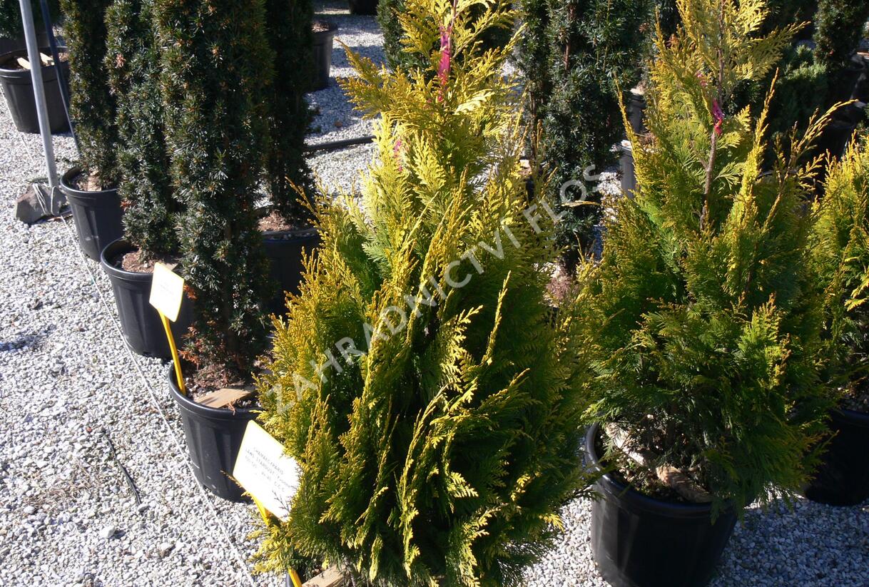 Cypřišek Lawsonův 'Stardust' - Chamaecyparis lawsoniana 'Stardust'