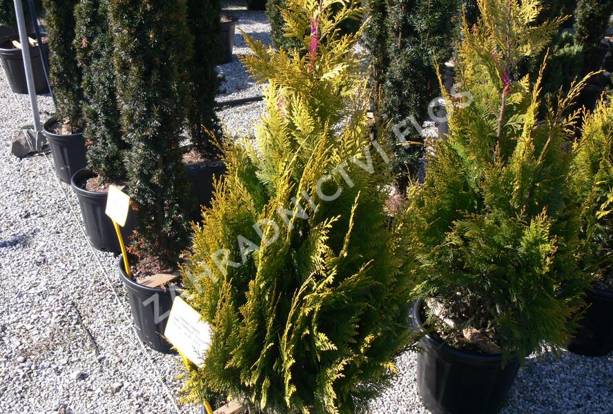 Cypřišek Lawsonův 'Stardust' - Chamaecyparis lawsoniana 'Stardust'