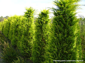 Cypřišek Lawsonův 'Stardust' - Chamaecyparis lawsoniana 'Stardust'