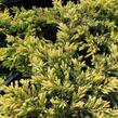 Jalovec obecný 'Goldschatz' - Juniperus communis 'Goldschatz'